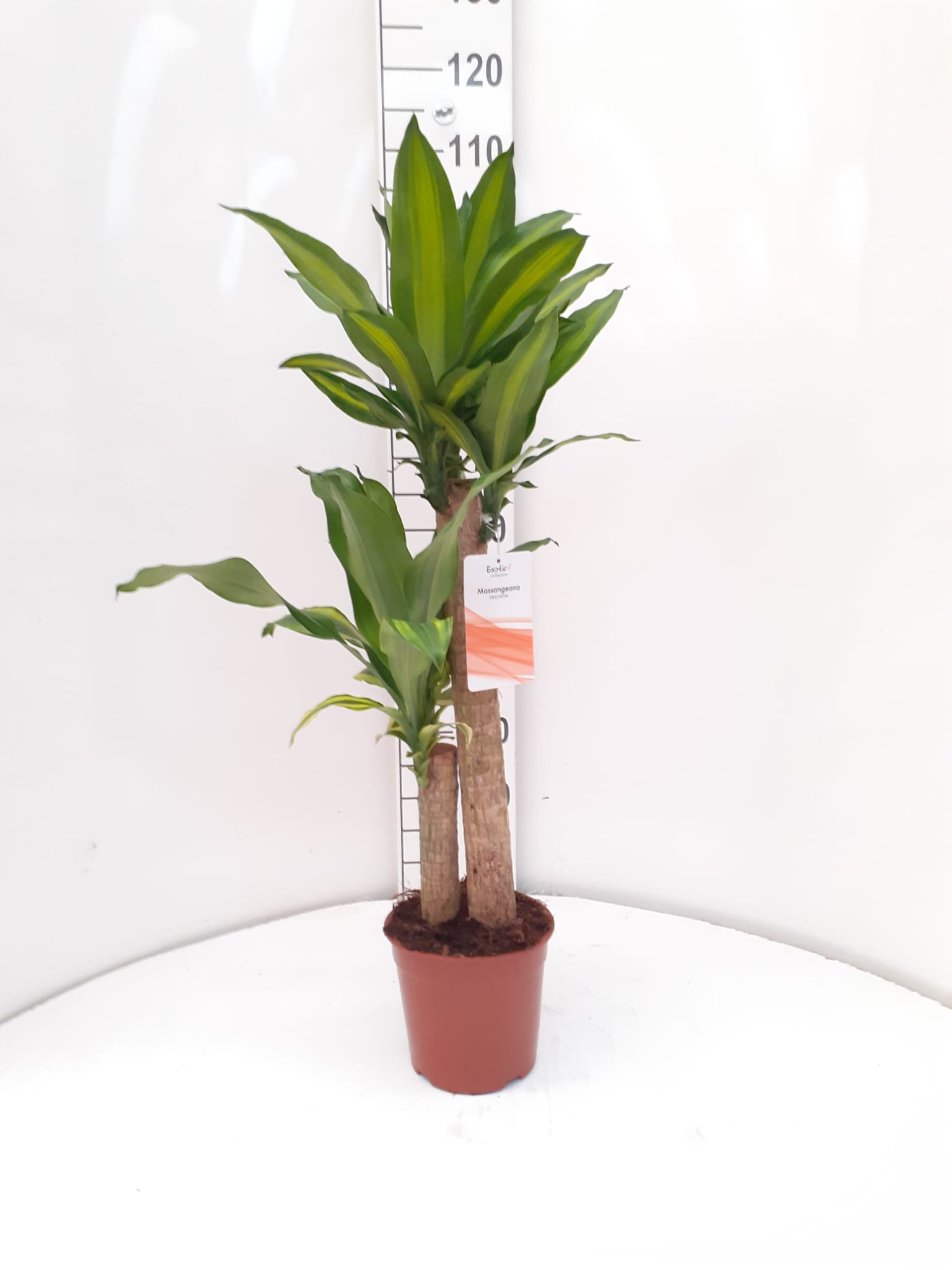 DRACAENA MASSANGEANA C 17 60.30 CM